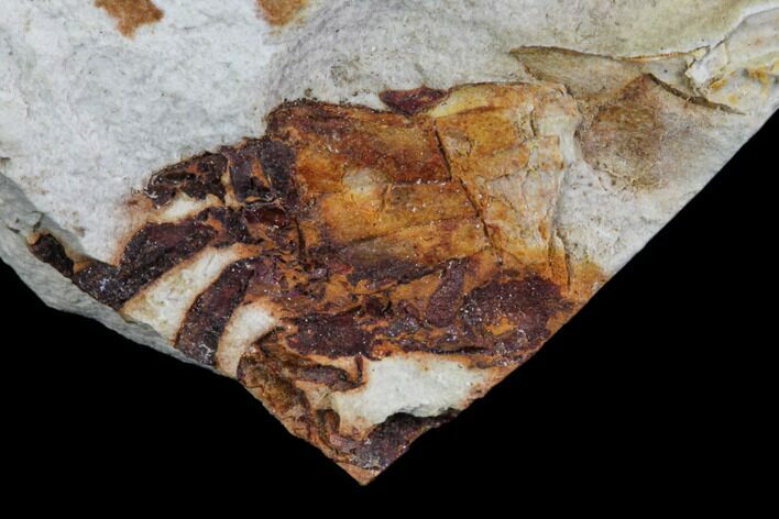 Fossil Pea Crab (Pinnixa) From California - Miocene #85319